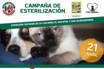 Habrá campaña de esterilización de mascotas en Los Cabos