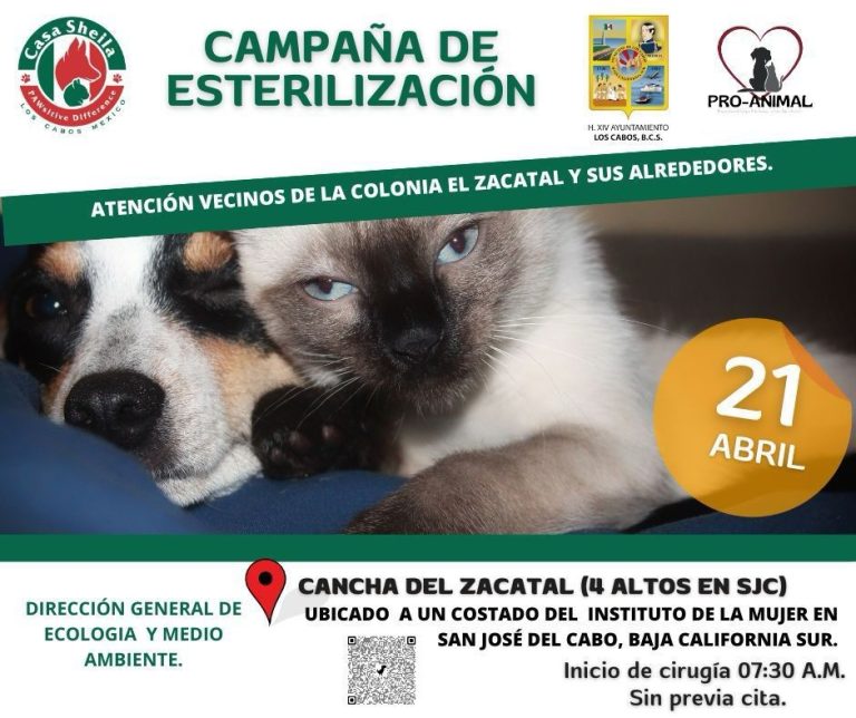 Habrá campaña de esterilización de mascotas en Los Cabos
