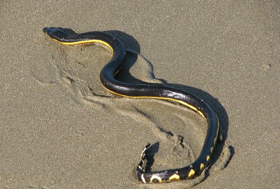 La Serpiente marina pelágica, reptil venenoso en aguas de BCS