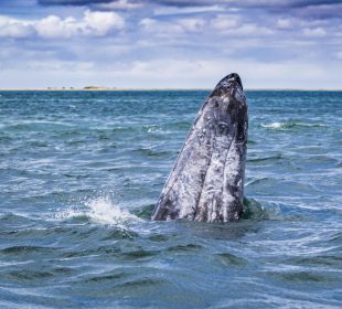 La observación de ballenas a punto concluir en BCS