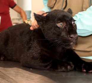 Murió jaguar en Zoológico de Morelia