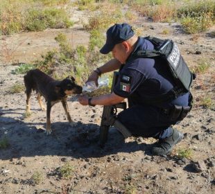 Policía dando agua a perro