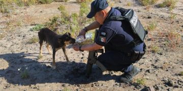 Policía dando agua a perro