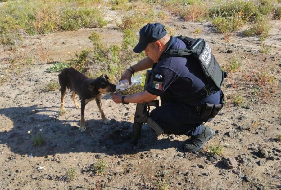 Policía dando agua a perro