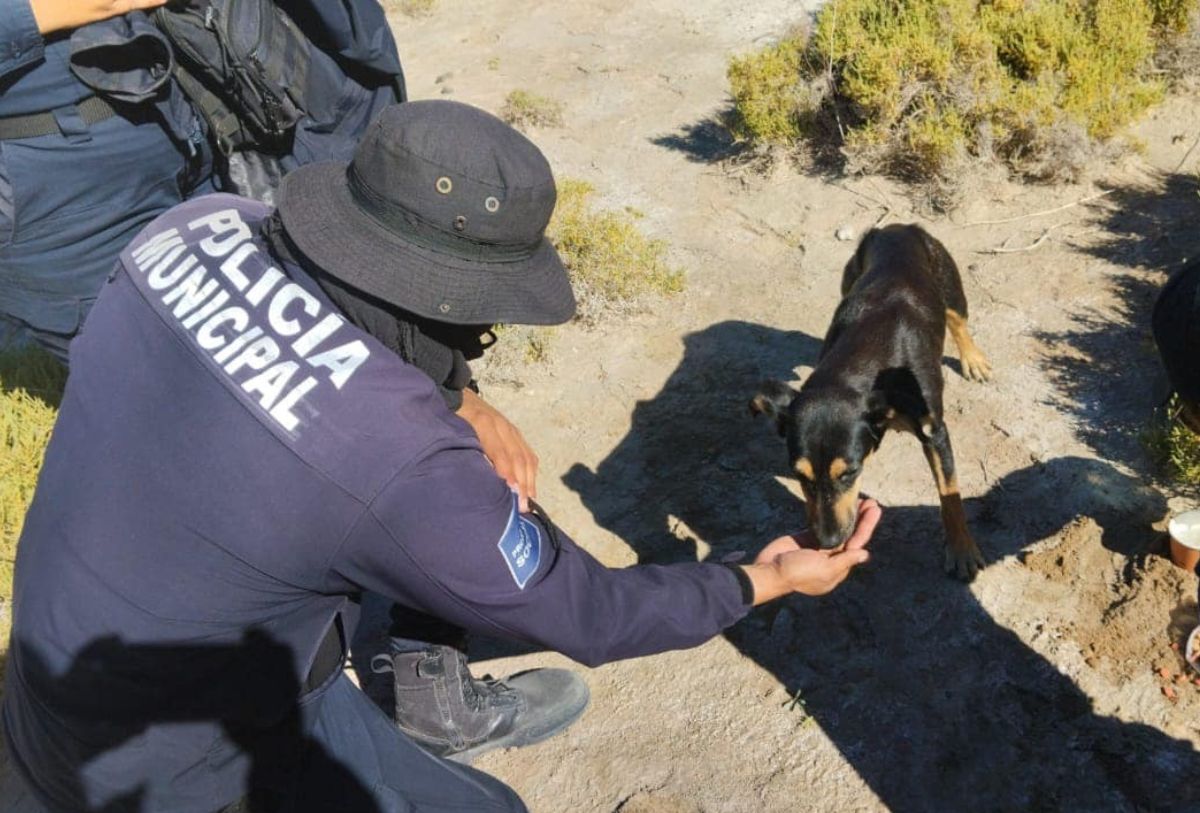 Policías rescatando a perro