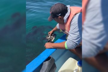 Recolección de hidrocarbura en bahía de La Paz