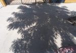 Sombra de árbol