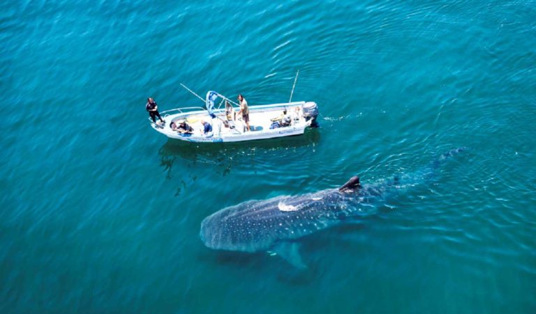 Tiburón ballena junto a embarcación