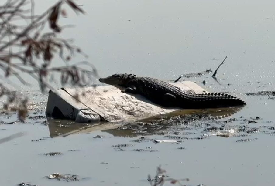 Un cocodrilo habita en el Estado de México