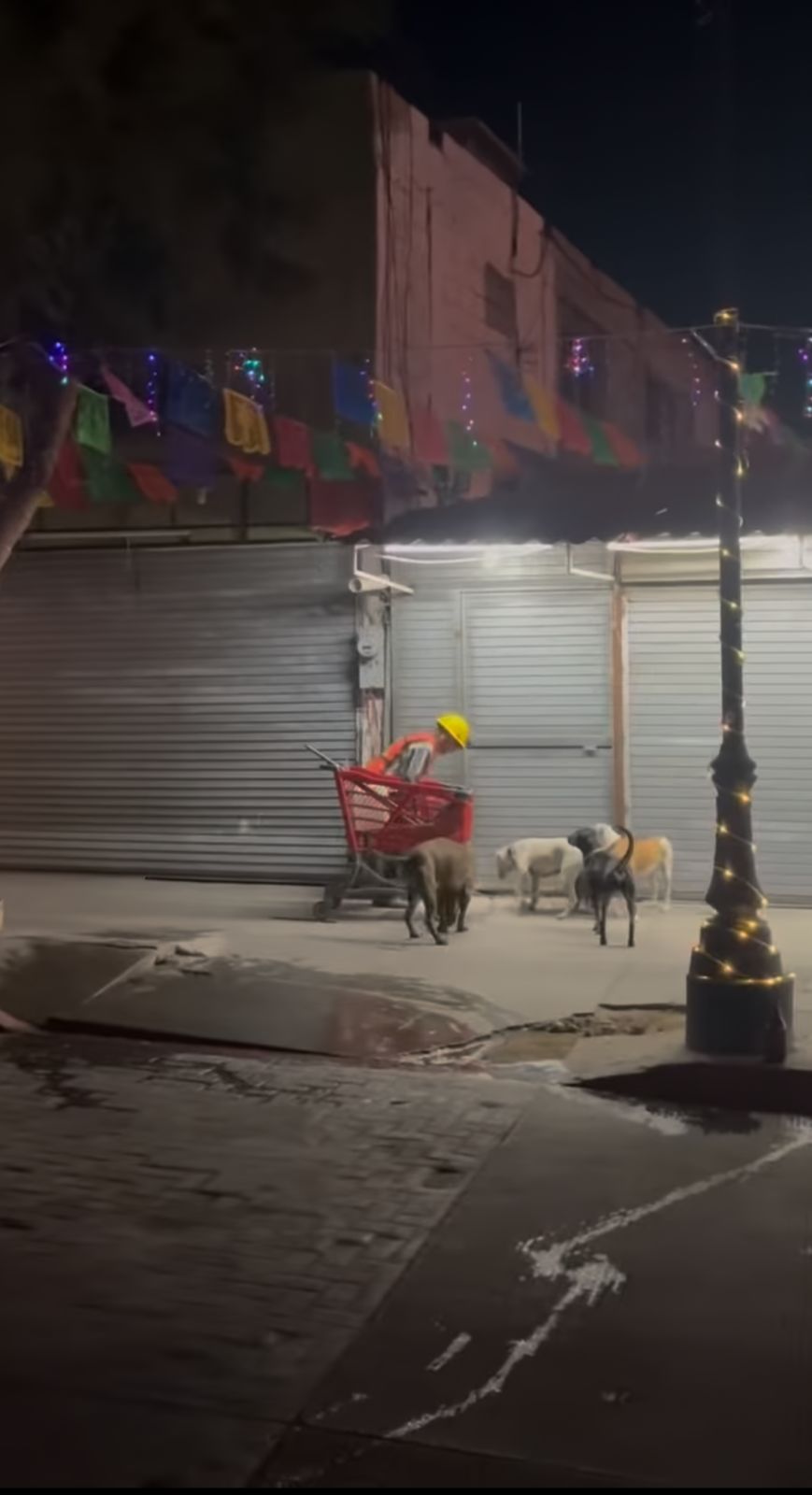 Conoce la historia del "Santa Claus de Cabo": Hombre recorre calles con su "trineo" de perros