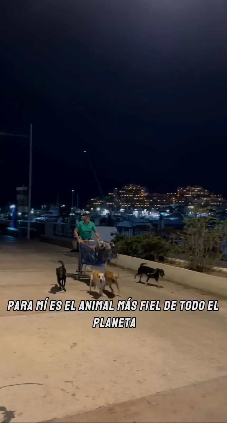 Conoce la historia del "Santa Claus de Cabo": Hombre recorre calles con su "trineo" de perros