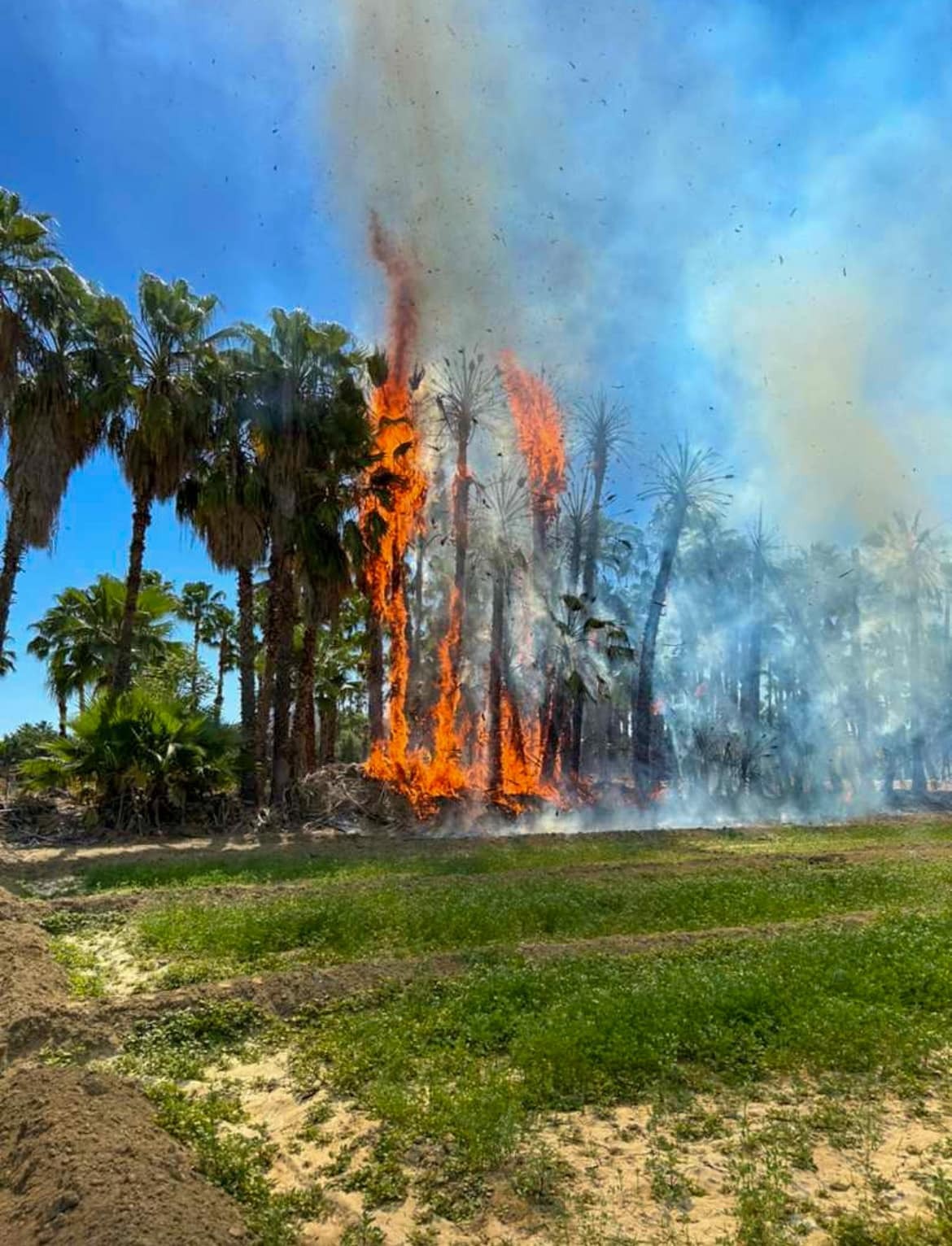 Un fuerte incendio registrado la mañana de este viernes afectó un estimado de 4.5 hectáreas del palmar de Santa Rosa, en San José del Cabo.