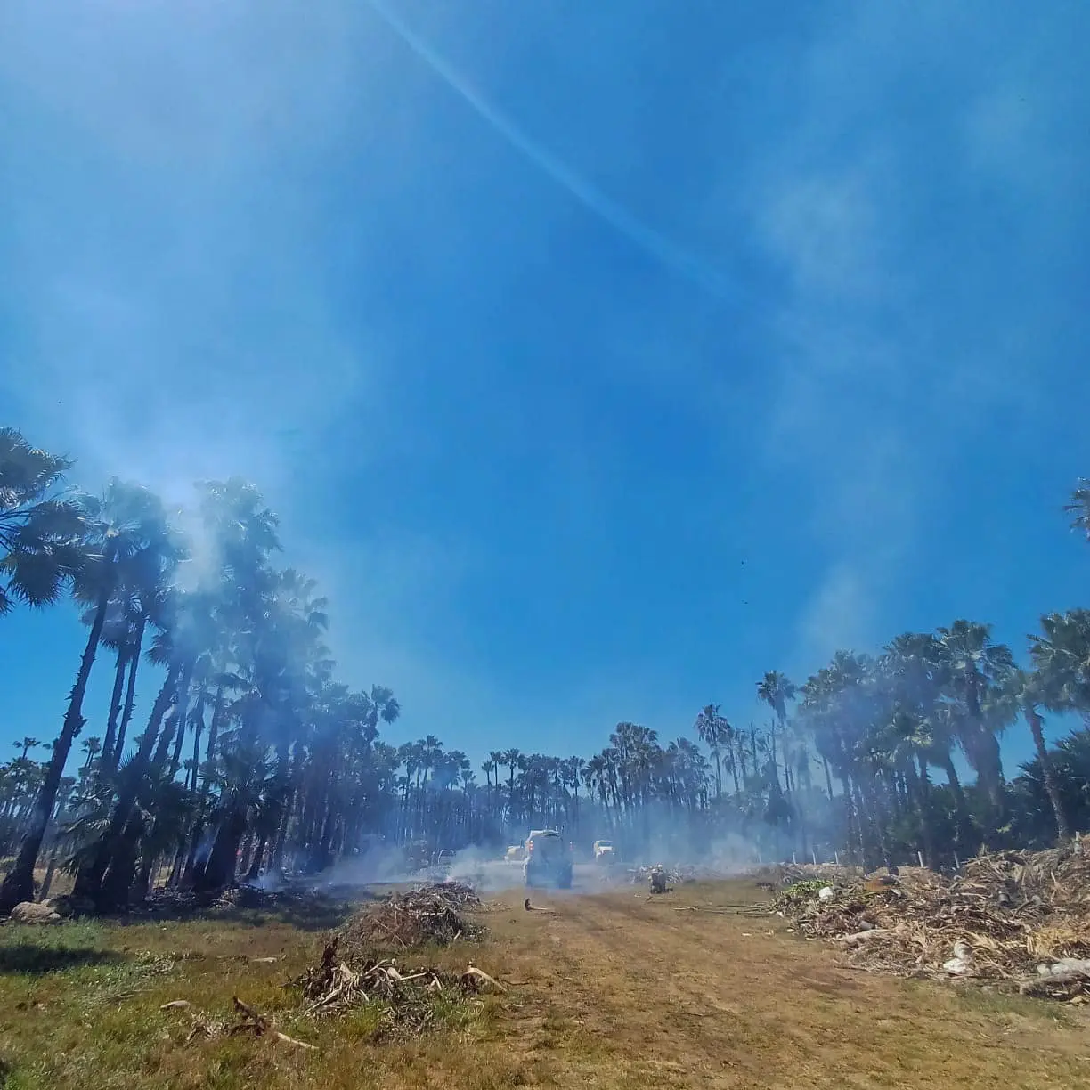 Un fuerte incendio registrado la mañana de este viernes afectó un estimado de 4.5 hectáreas del palmar de Santa Rosa, en San José del Cabo.