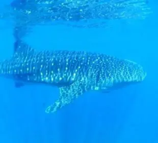 Nado con tiburón ballena, de las principales actividades turísticas en La Paz