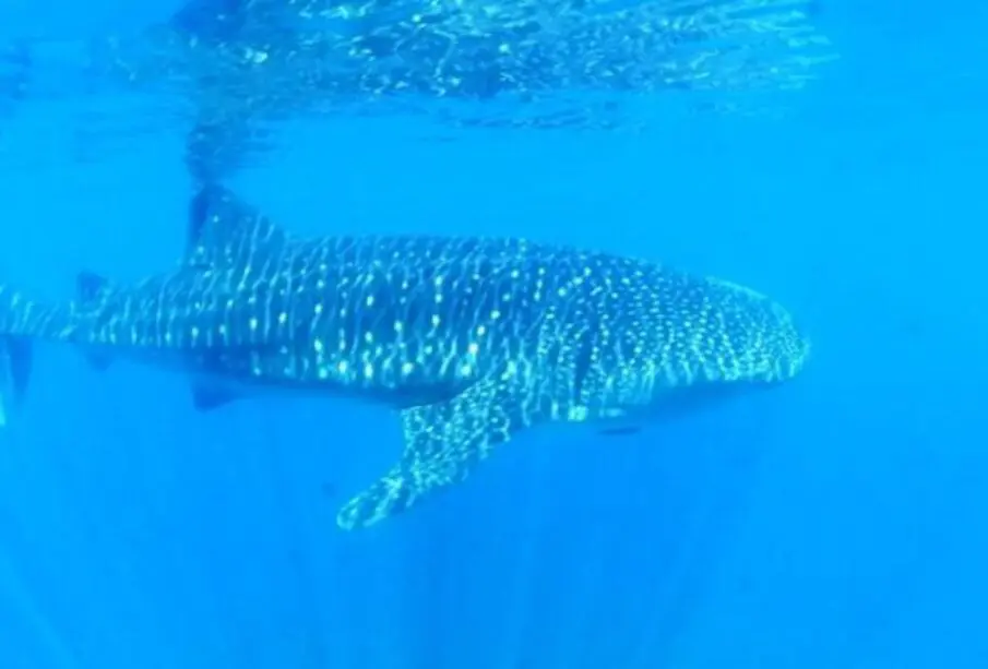 Nado con tiburón ballena, de las principales actividades turísticas en La Paz