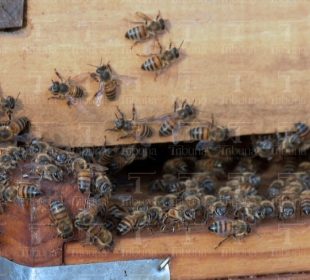 Alertan aumento de reportes por enjambres de abejas en La Paz