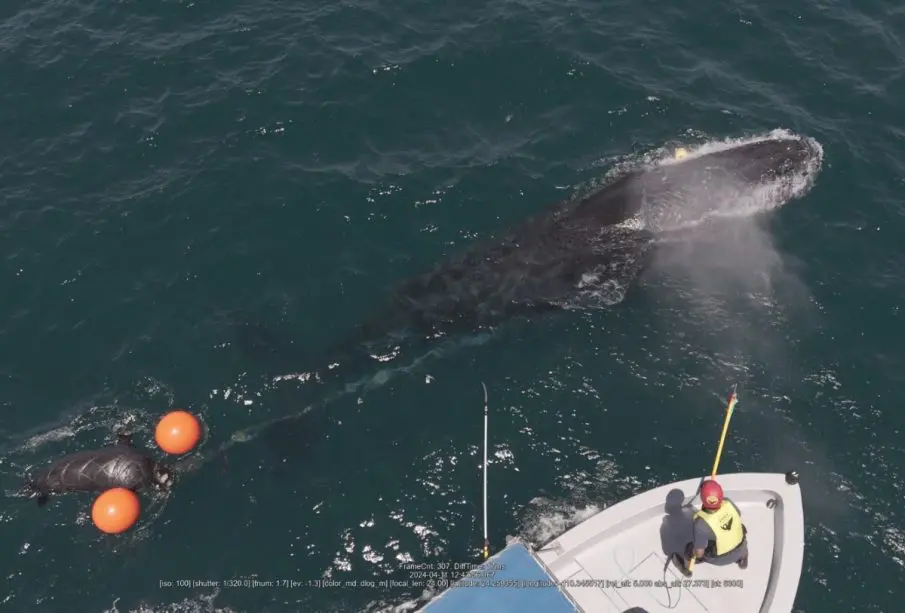 Ballenas