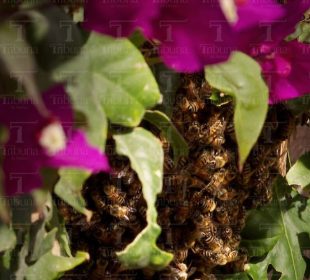 Enjambre de abejas pone en peligro a habitantes de La Paz