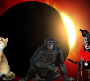 ¿Cómo afectará el Eclipse Solar a los animales y plantas?