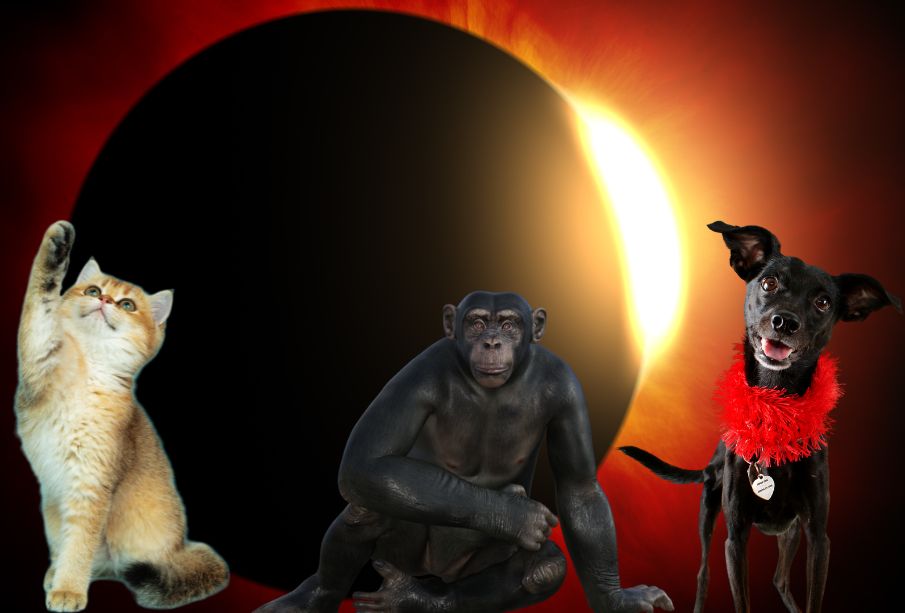 ¿Cómo afectará el Eclipse Solar a los animales y plantas?