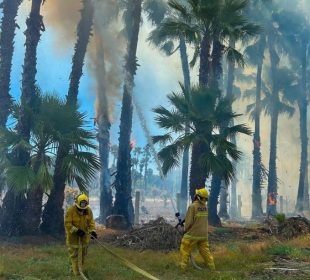 Un fuerte incendio registrado la mañana de este viernes afectó un estimado de 4.5 hectáreas del palmar de Santa Rosa, en San José del Cabo.