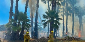 Un fuerte incendio registrado la mañana de este viernes afectó un estimado de 4.5 hectáreas del palmar de Santa Rosa, en San José del Cabo.