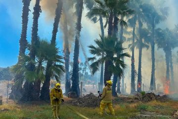 Un fuerte incendio registrado la mañana de este viernes afectó un estimado de 4.5 hectáreas del palmar de Santa Rosa, en San José del Cabo.