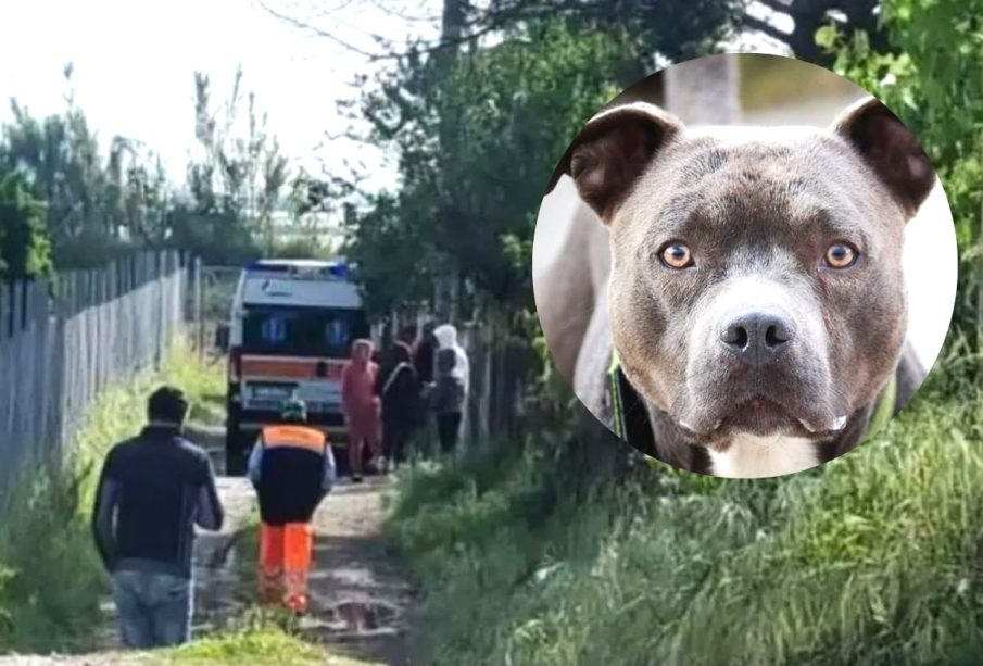 Escena del ataque de perros pitbull a bebé