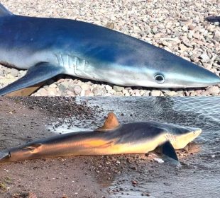 Un tiburón muerto en playas de Loreto
