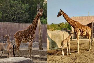 ¡Ya nació! Zoológico de San Juan de Aragón da la bienvenida a jirafa bebé