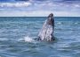 Bahía Magdalena en Baja California Sur