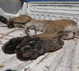 Investigan muerte de puma en Loreto; sospecha de envenenamiento