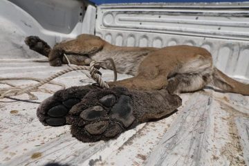 Investigan muerte de puma en Loreto; sospecha de envenenamiento