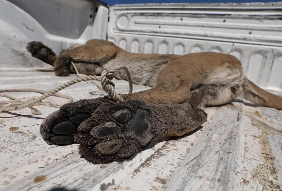 Investigan muerte de puma en Loreto; sospecha de envenenamiento