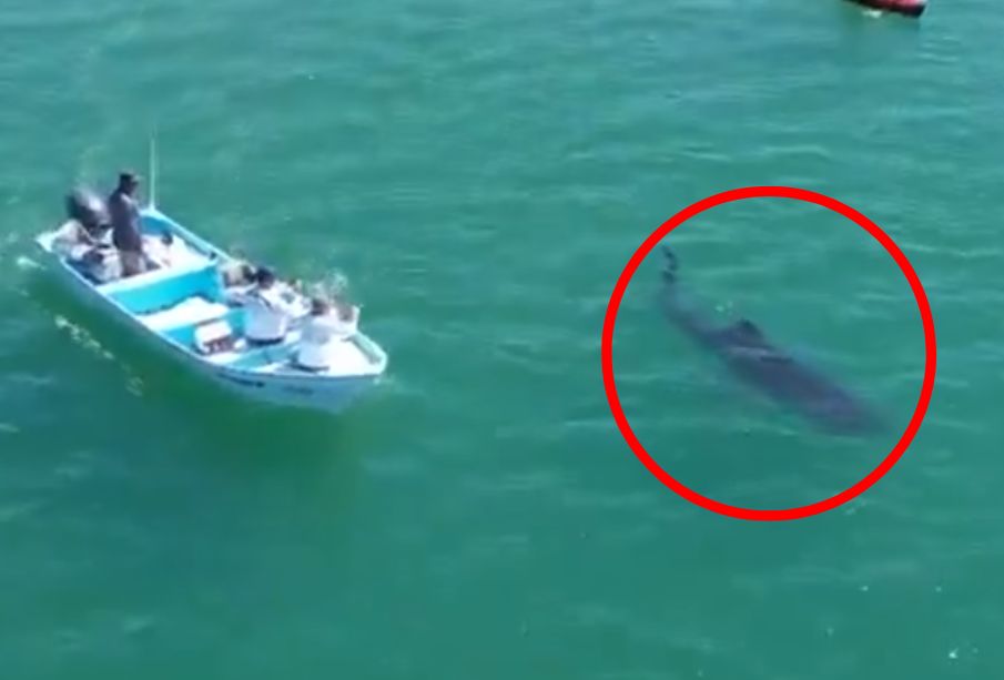 (VIDEO) ¡Sorprendente! Tiburón ballena impacta a bañistas en playa de Sonora