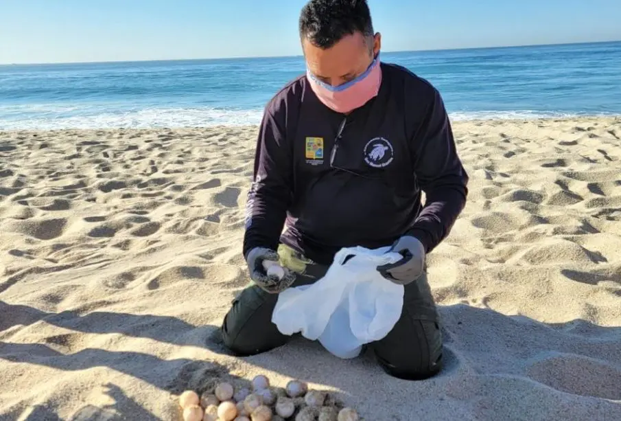 Programa de Protección a Tortuga Marina en litoral de Los Cabos