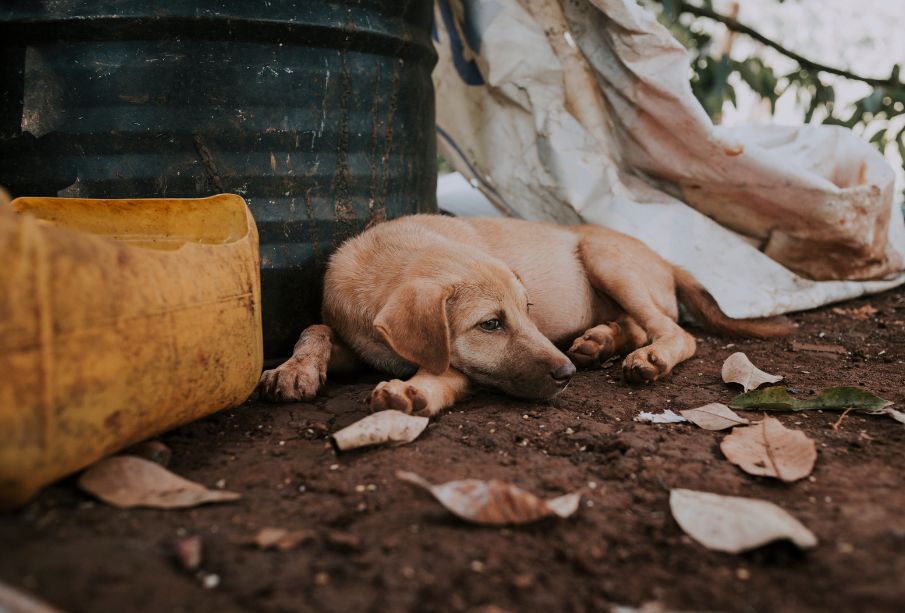 ¡Ayúdalos! Cuidados para animales en situación de calle ante el calor extremo