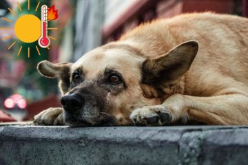 ¡Ayúdalos! Cuidados para animales en situación de calle ante el calor extremo