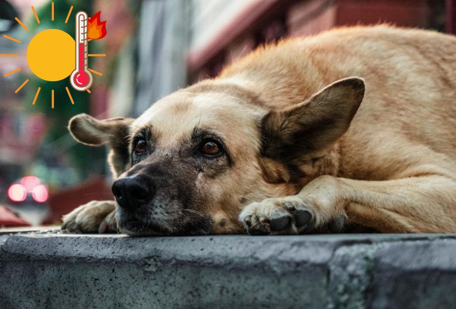 ¡Ayúdalos! Cuidados para animales en situación de calle ante el calor extremo