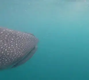 Aumenta el número de tiburones ballena que llegan a la bahía de La Paz