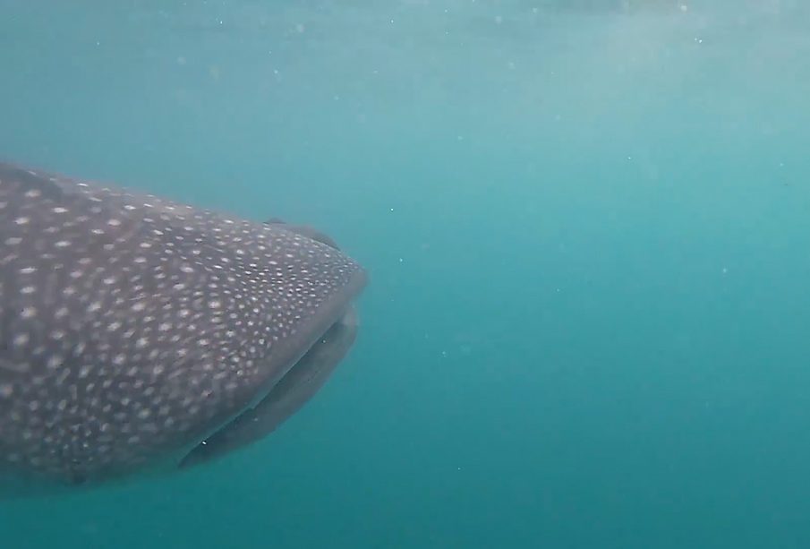 Aumenta el número de tiburones ballena que llegan a la bahía de La Paz