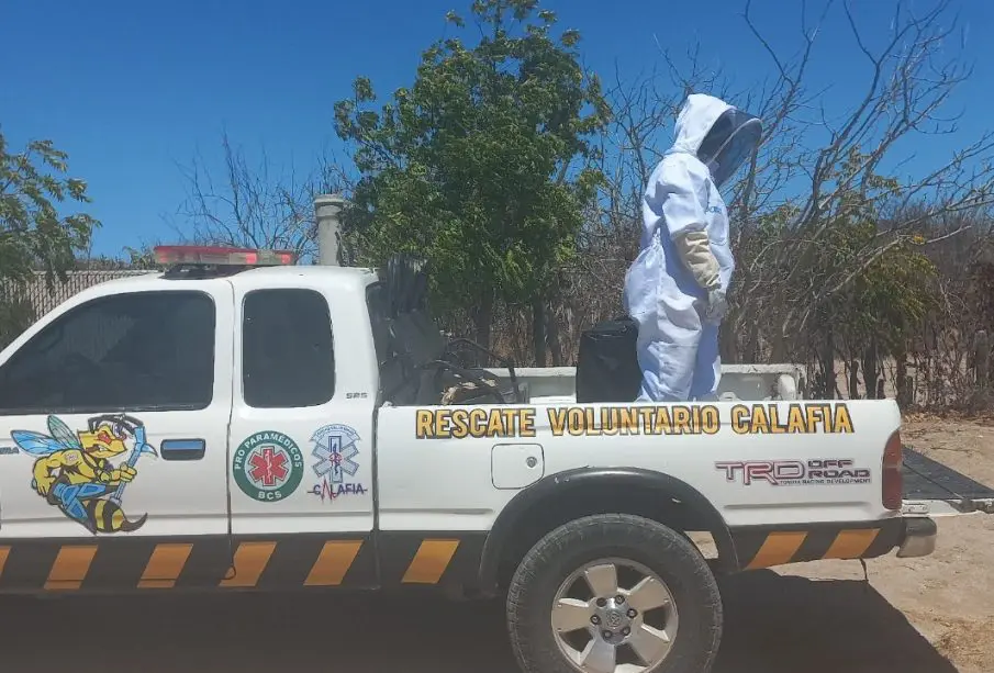 Grupo Calafia reúne fondos para ampliar la atención de enjambres de abejas