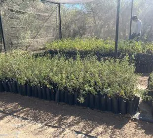 Adopta un árbol regional para reforestar La Paz
