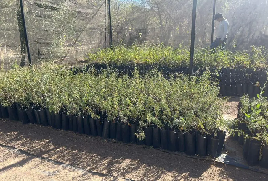 Adopta un árbol regional para reforestar La Paz