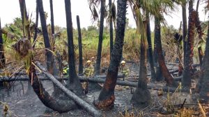 Limpian palmares de Todos Santos para mejorar tiempo de respuesta ante incendios