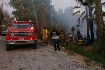 Limpian palmares de Todos Santos para mejorar tiempo de respuesta ante incendios