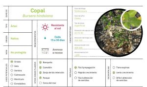 Conoce las plantas nativas de BCS que puedes sembrar en banquetas