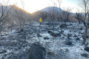 Zona siniestrada por incendio forestal