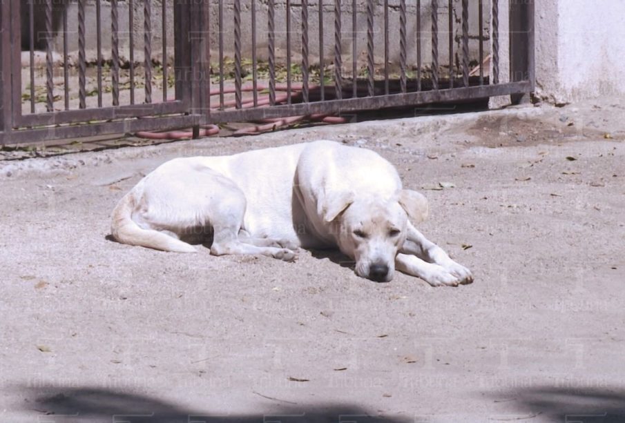 Perro acostado en el suelo