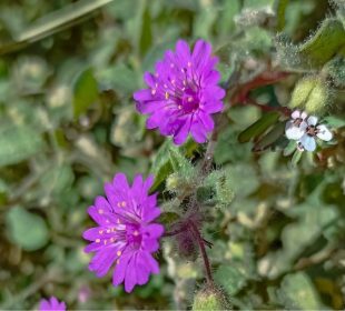 Conoce las plantas nativas de BCS que puedes sembrar en banquetas